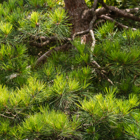 Kiefernnadeltee – Die heilende Kraft der Nadelbäume