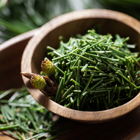 Kiefernadeltee – Rezepte