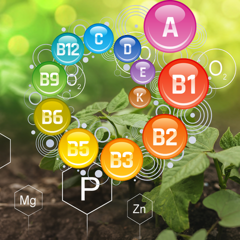 Welche Nährstoffe sind wichtig?