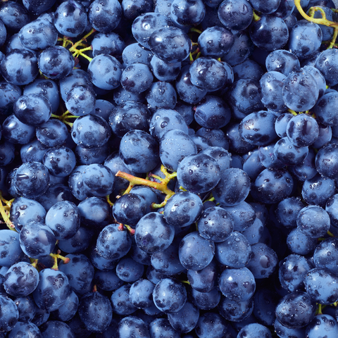 OPC - Traubenkernextrakt