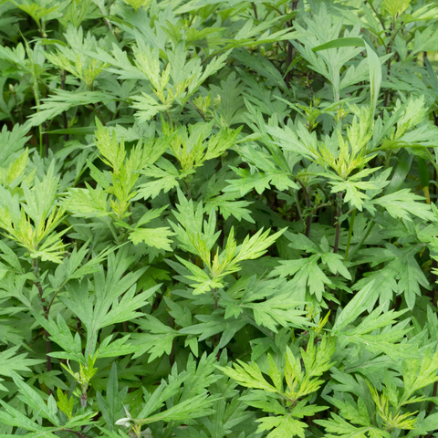 Beifußkraut (Artemesia annua) – „Mutter der Kräuter“